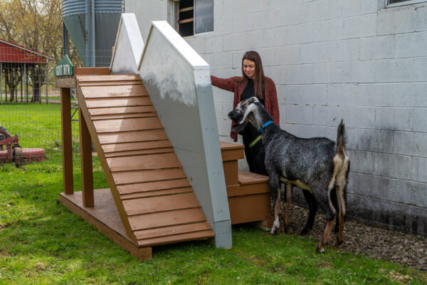 Goat using the new goat mountain structure